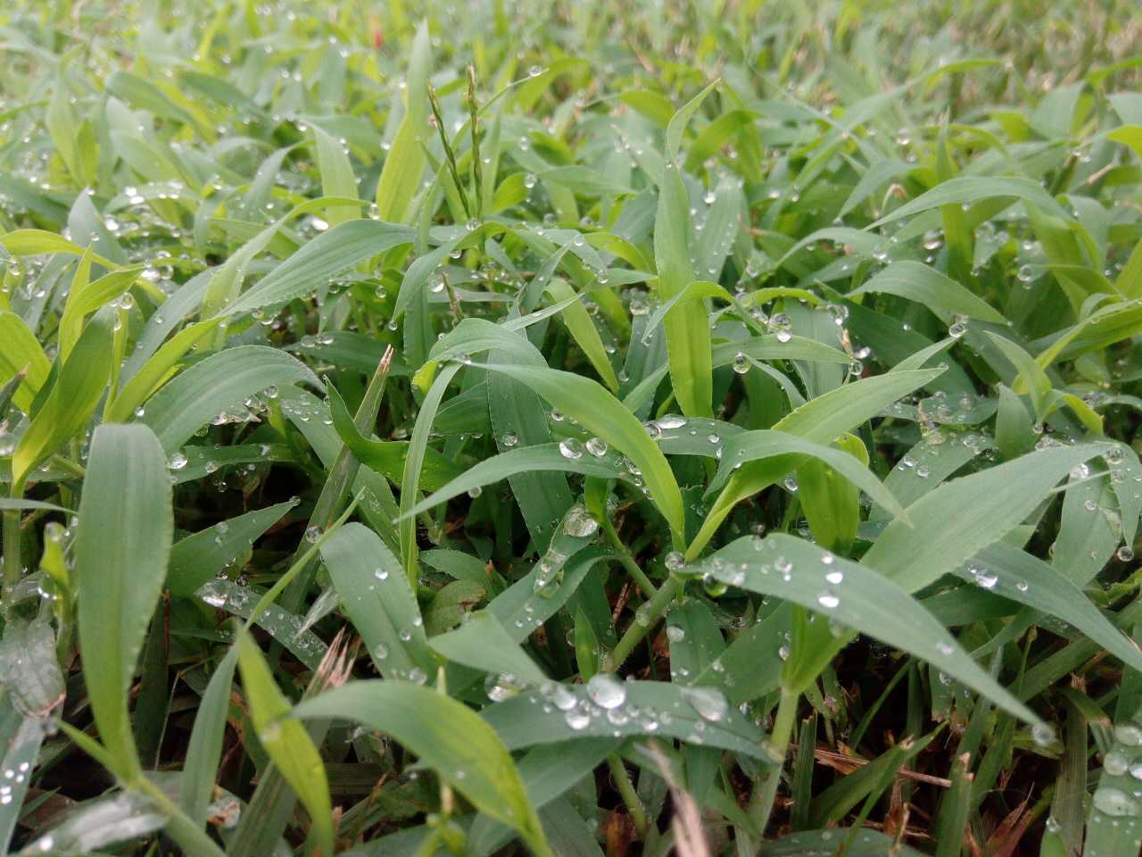 瀝青灌縫膠,雨中回憶,雨后小草